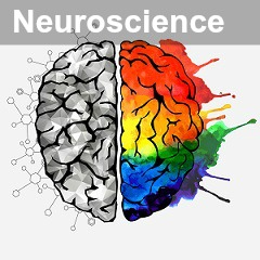 Neuro22.jpg (Concept of the human brain)