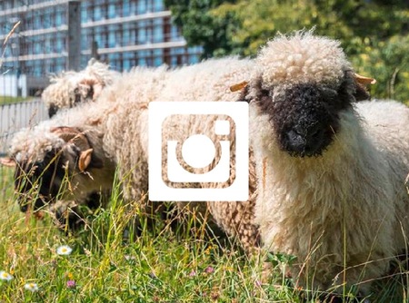moutons-unil-instagram.jpeg