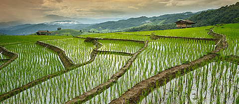 Rice Field in the Morning - Vibrant color effect
