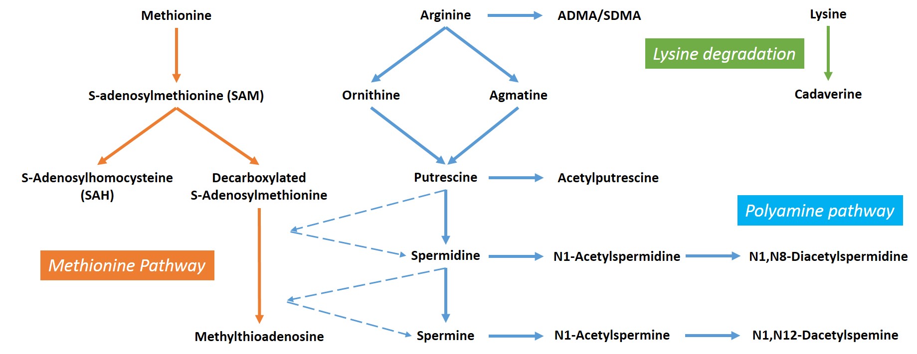 Polyamine pathway.jpg