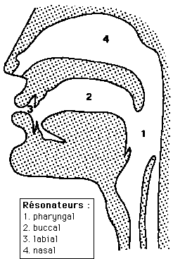 Figure 4.1 : les résonateurs de l'appareil vocal humain